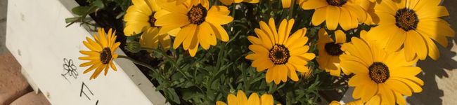 jyaico's header image
