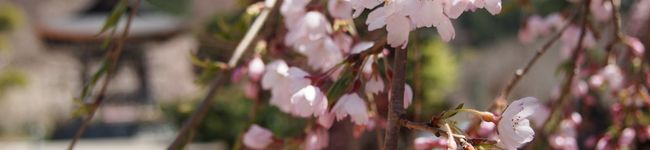 志弦。's header image