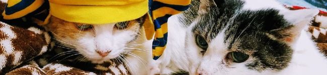 ダヤンCafé's header image