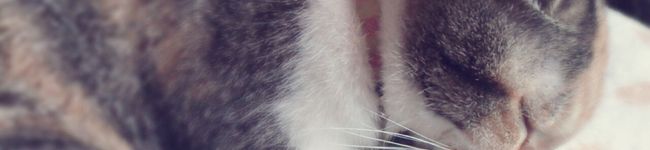 ちゃみ妹's header image