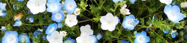✿苺涙花＊(もなか)✿'s header image