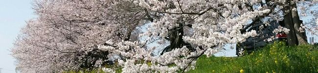 ひとり卓袱台「山葵」's header image