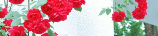 cherryhi's header image