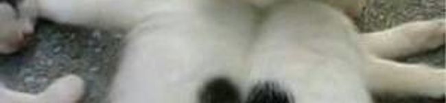 亜依歌's header image