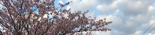 ぱまと's header image