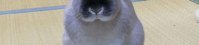 brownie20's header image
