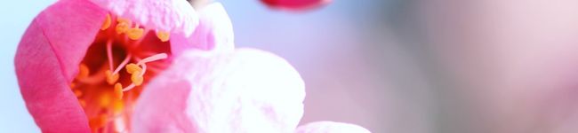 harumusic's header image