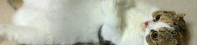 らんたんのママ's header image
