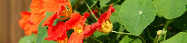 Neroli315's header image