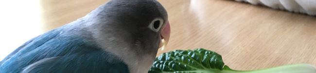 ぐり坊さん's header image