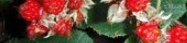 totomamato's header image