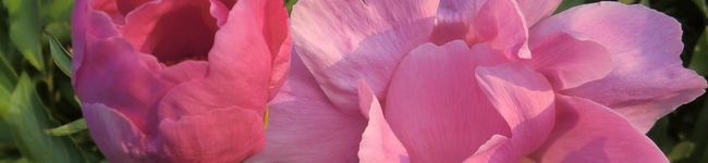 skyrose's header image
