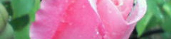 SGMT's header image