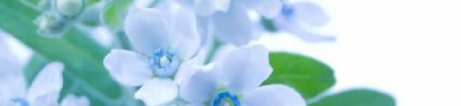 ❁⃘しましま❁⃘ここあ❁⃘'s header image