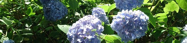 キウイフルーツ＊'s header image