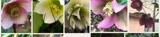 yacolele's header image