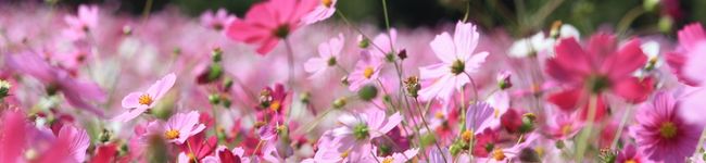 ぐうすか's header image