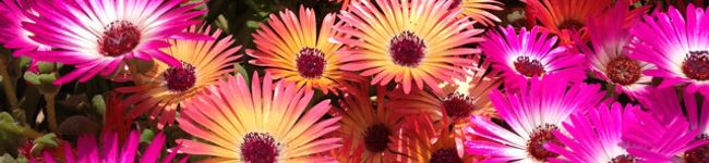 ＊＊Hiromy＊＊'s header image