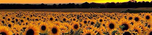 kumi4852's header image