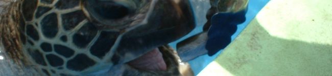 ＫＡＮＩ's header image