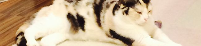 みいから's header image