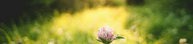 konomiiiii's header image
