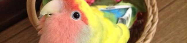 綾ぼう's header image