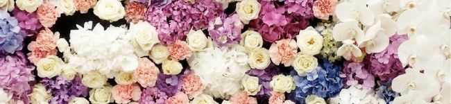 おのみほ's header image