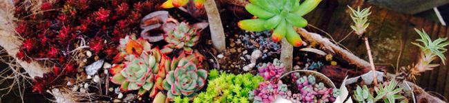 noenoenao's header image