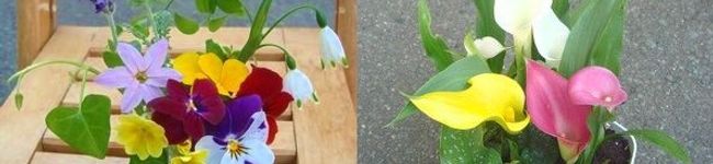 琴音ivy's header image