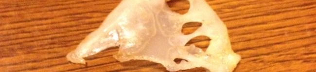 まぷまぷママ's header image