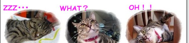 gakoちゃん's header image