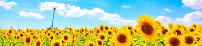 Mebfly's header image