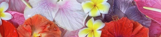 kesoaki's header image