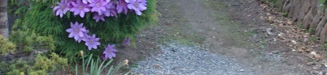 佐久恋's header image