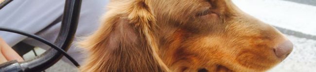 MOMOmama♥︎'s header image