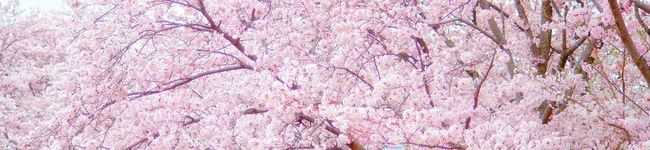 山鹿食堂○○定食's header image