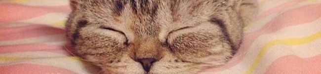 Andromedam's header image