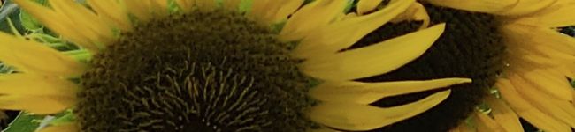 Pappyko's header image
