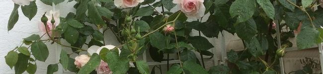 monemone15's header image