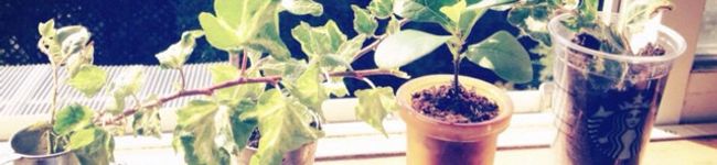 ptpbabys's header image