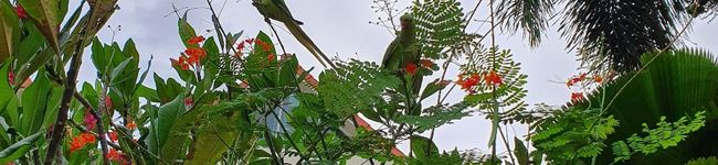 Mi7kuma's header image