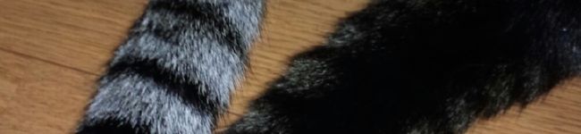 猫山猫三郎's header image