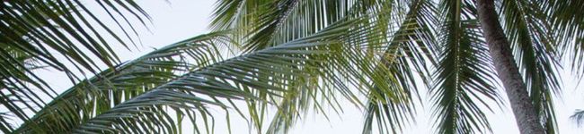 Josiey's header image