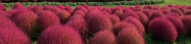 193mamasan's header image
