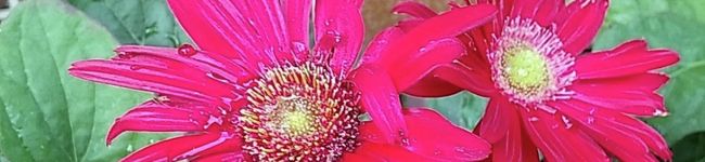 せおmama's header image