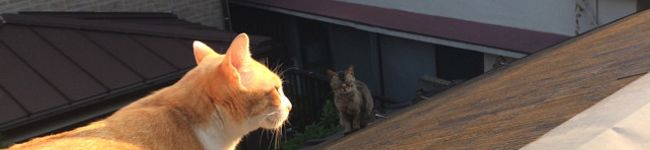 茶白ねこ's header image