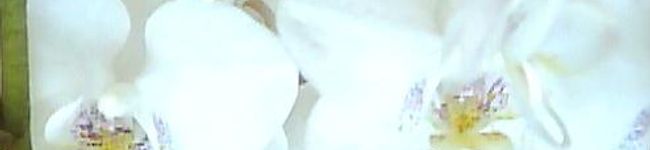 witch_cake_mix's header image
