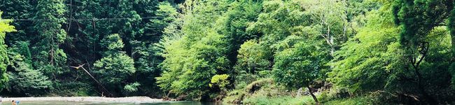 SophiaCook's header image