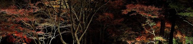 まさみきのこ's header image